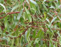 Salix sepulcralis « Erythroflexuosa »